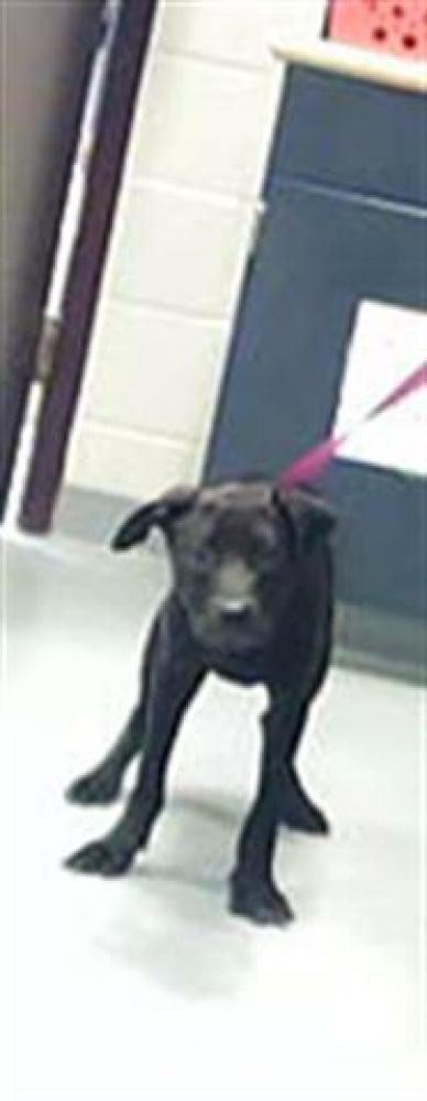 Shelter Stray Male Dog last seen Near BLOCK AJAX DR, HOPE MILLS NC 28348, Fayetteville, NC 28306