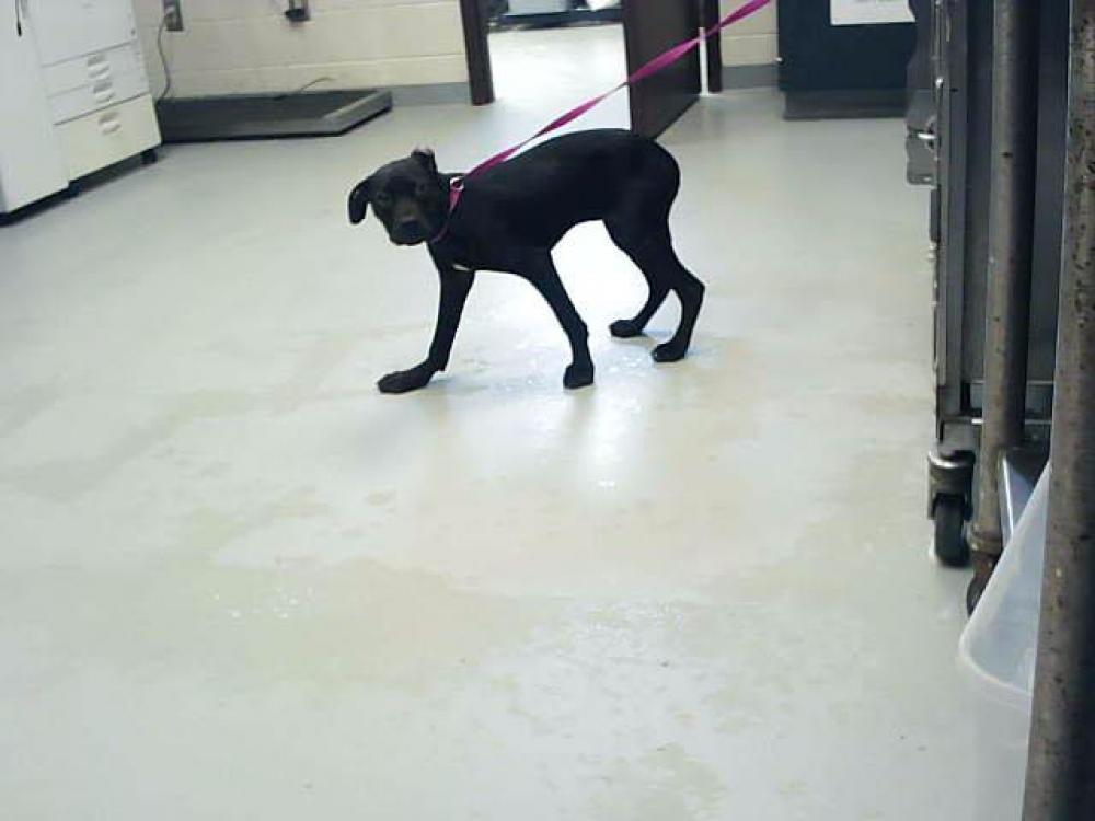 Shelter Stray Female Dog last seen Near BLOCK AJAX DR, HOPE MILLS NC 28348, Fayetteville, NC 28306