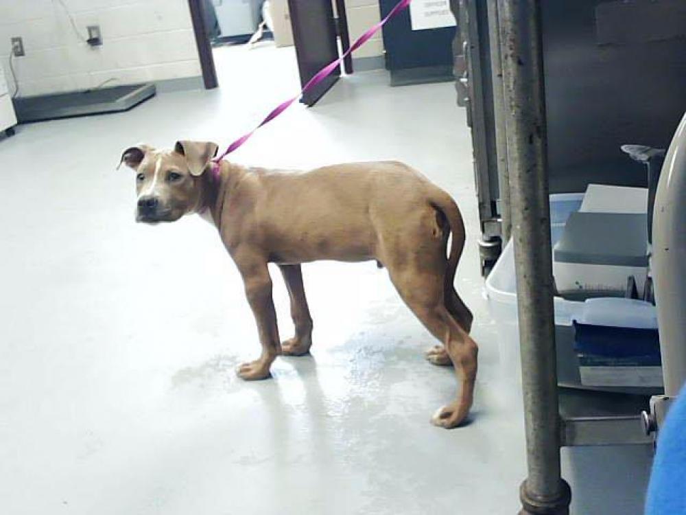 Shelter Stray Male Dog last seen Near BLOCK RAEFORD RD, FAYETTEVILLE NC 28314, Fayetteville, NC 28306
