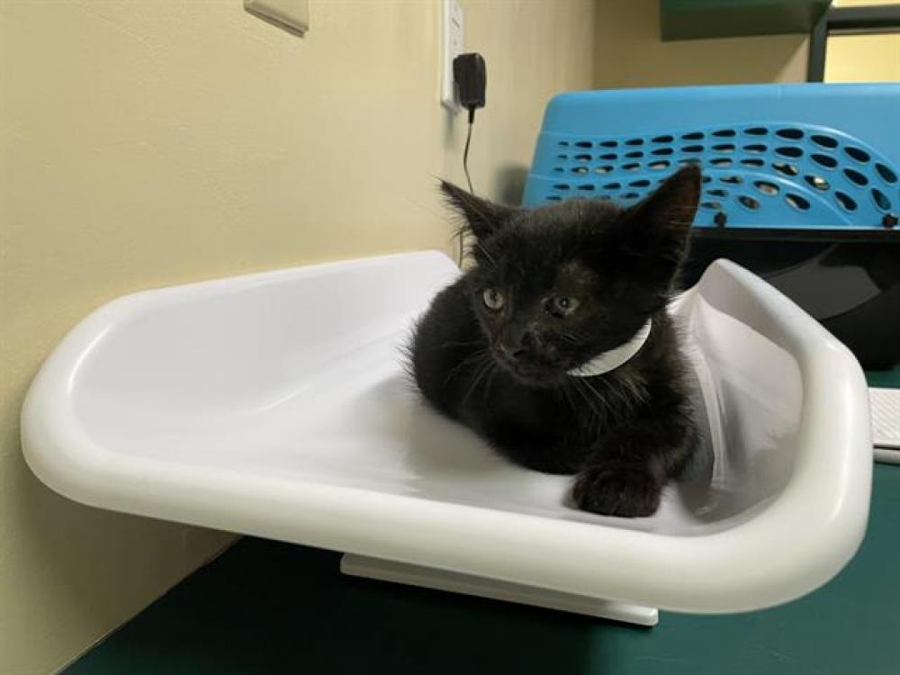 Shelter Stray Male Cat last seen Near BLOCK ARLINGTON, Pasadena, CA 91105