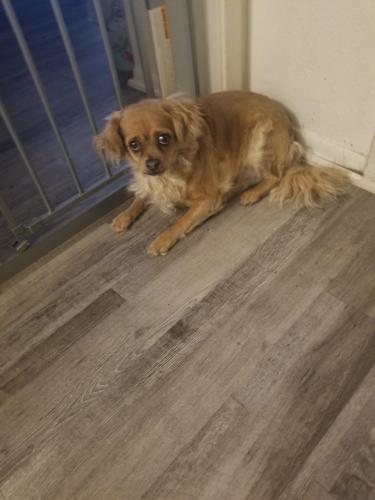 Found/Stray Female Dog last seen HORNE & Southern Ave, Mesa, AZ 85204