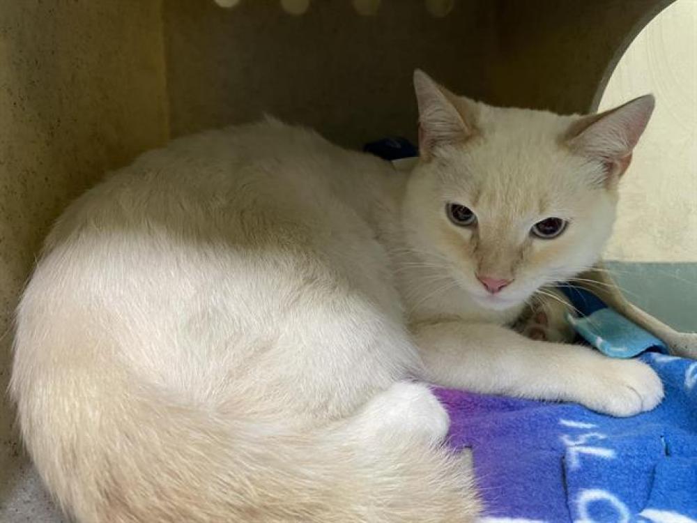 Shelter Stray Male Cat last seen Near BLOCK MILFORD ST, Pasadena, CA 91105