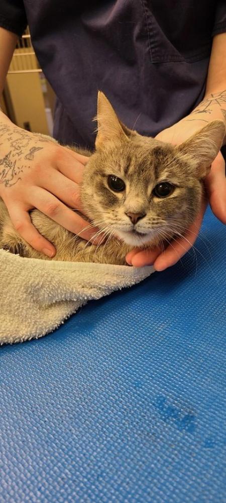 Shelter Stray Female Cat last seen Alexandria, VA 22302, Fairfax, VA 22032