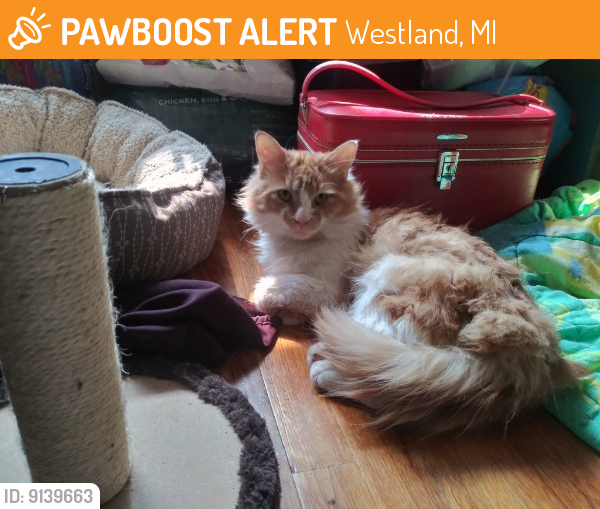Westland, MI Stray Cat Found Near Ackley near Norene PawBoost