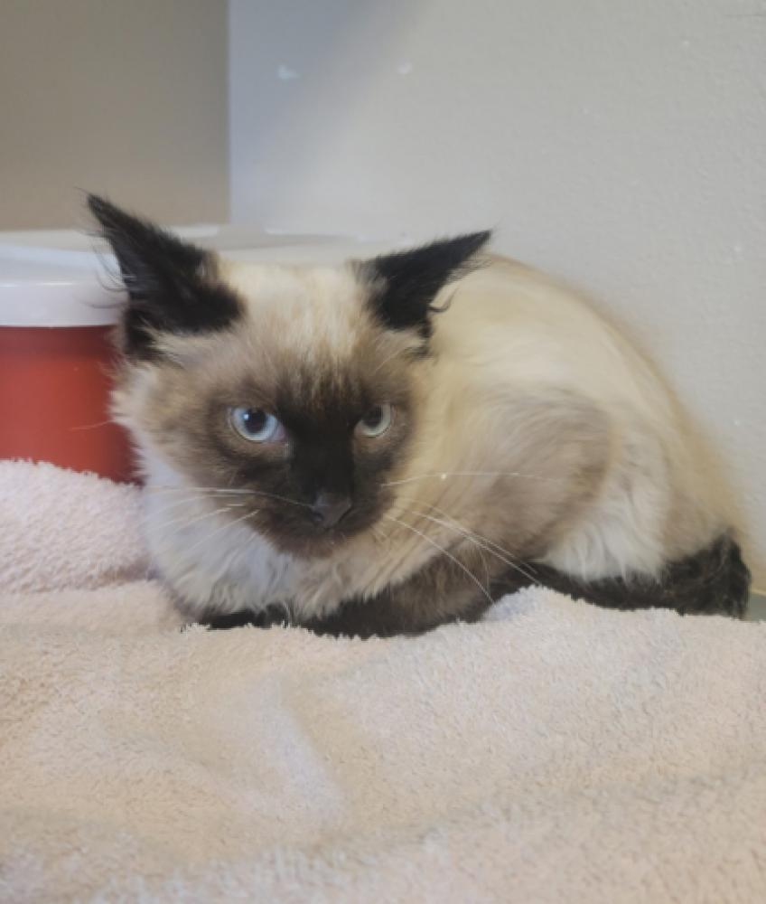 Shelter Stray Female Cat last seen Missoula County, MT 59802, Missoula, MT 59804
