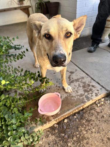 Found/Stray Unknown Dog last seen 51st Ave & Indian School Rd, Phoenix, AZ 85031
