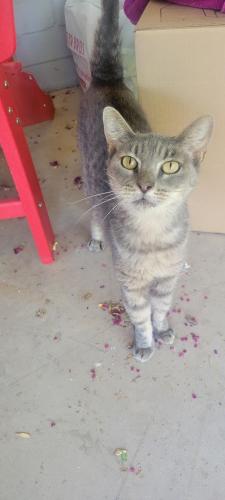 Found/Stray Unknown Cat last seen 27th Ave and Glendale , Phoenix, AZ 85015