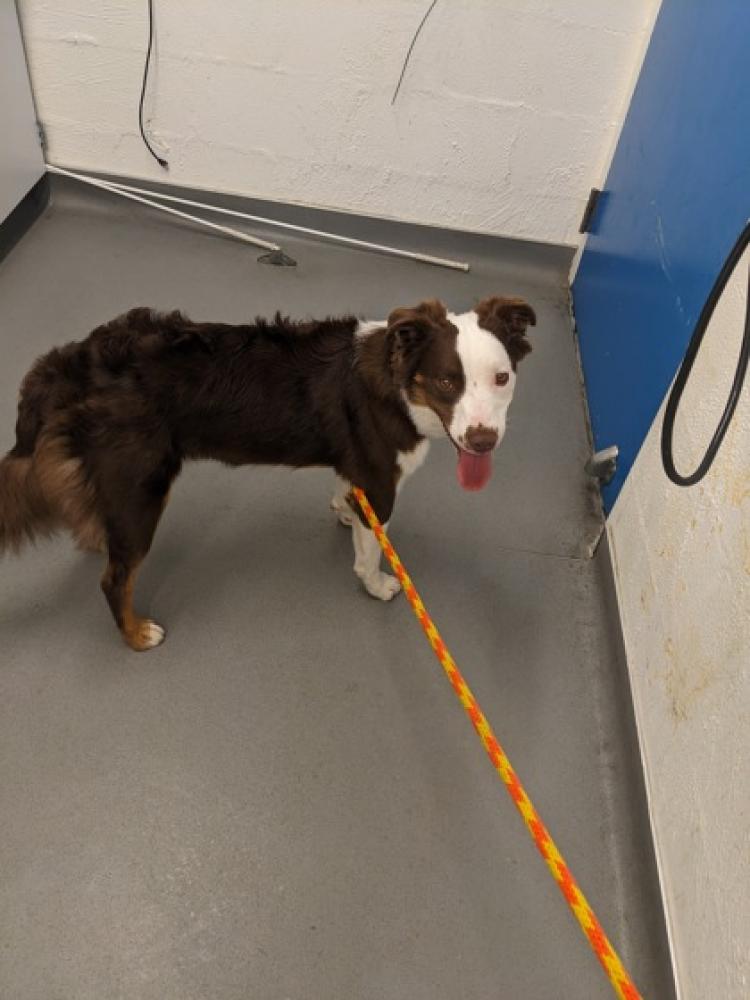 Shelter Stray Male Dog last seen Seattle, WA 98125, Seattle, WA 98119