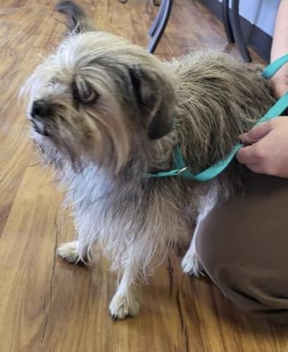 Found/Stray Female Dog last seen Greenfield Rd and University Ave. , Mesa, AZ 85205