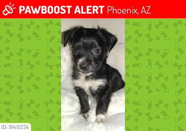 Lost Female Dog last seen 17th ave and Hadley St, Phoenix, AZ 85007