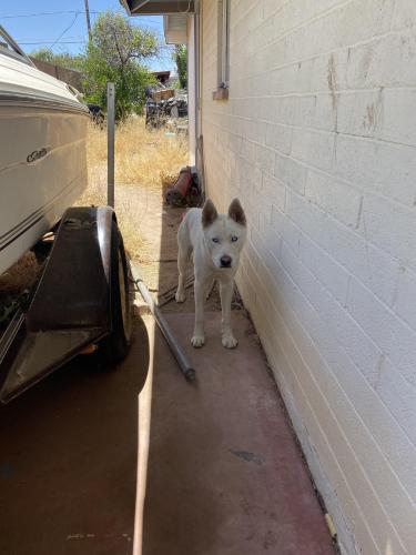 Found/Stray Male Dog last seen Broadway and stapley , Mesa, AZ 85204