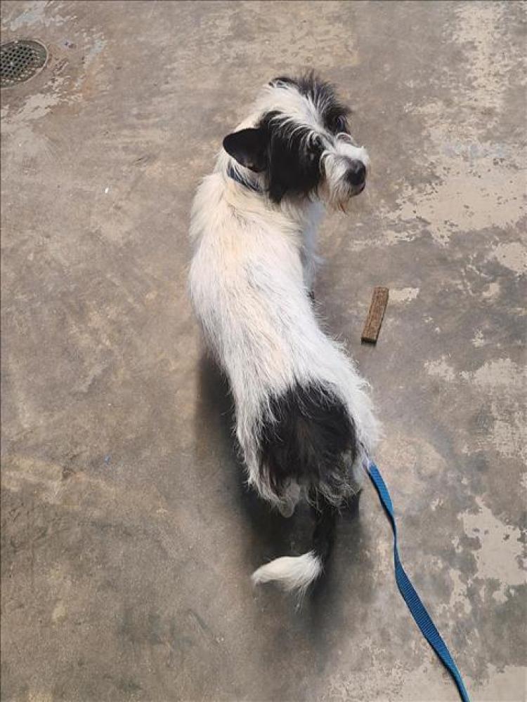 Shelter Stray Male Dog last seen Near BLOCK BLOUNTSTOWN HWY, TALLAHASSEE FL 32304, Tallahassee, FL 32311
