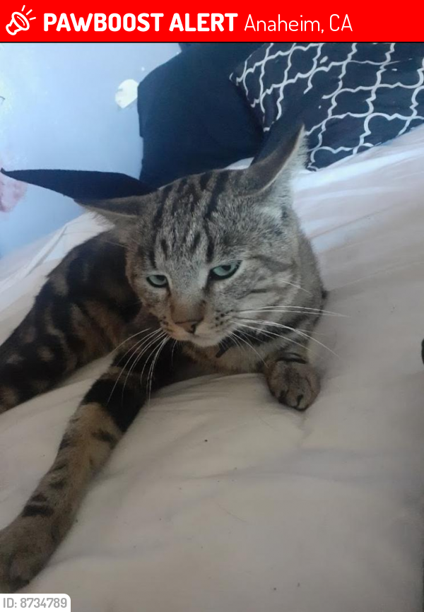 Lost Male Cat last seen Walmart, Anaheim, CA 92801