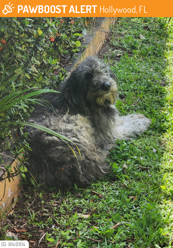 Found/Stray Unknown Dog last seen Near S Highlands Dr, Hollywood, FL 33021, Hollywood, FL 33021