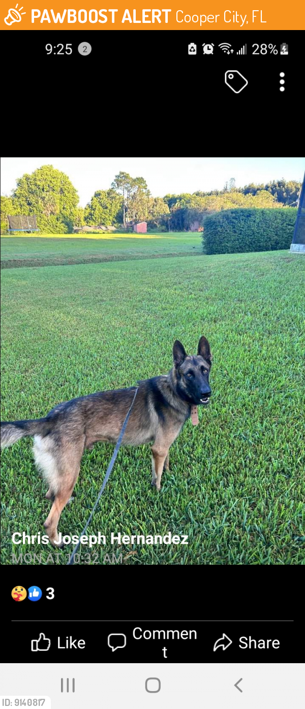 Rehomed Male Dog last seen Cooper City, FL, USA, Cooper City, FL 33328