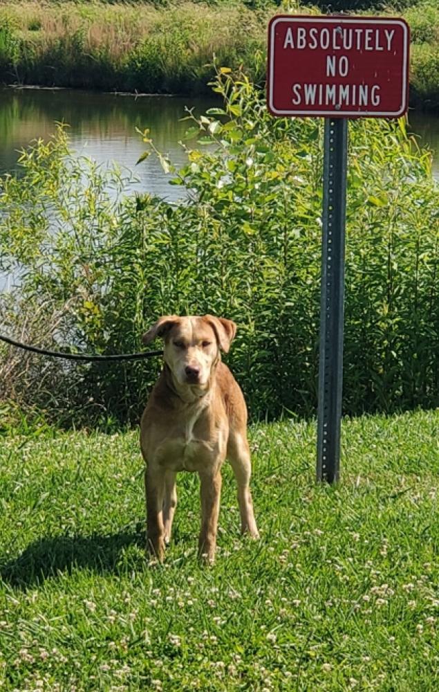 Shelter Stray Unknown Dog last seen Easley, SC 29640, Pickens, SC 29671