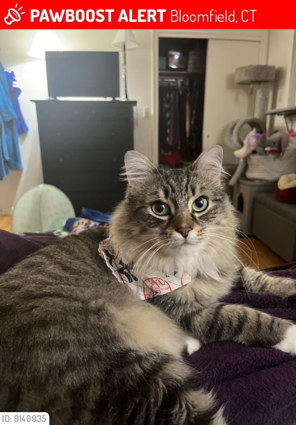 Lost Male Cat last seen Mountain Ave and Gabb Road, Bloomfield, CT 06002