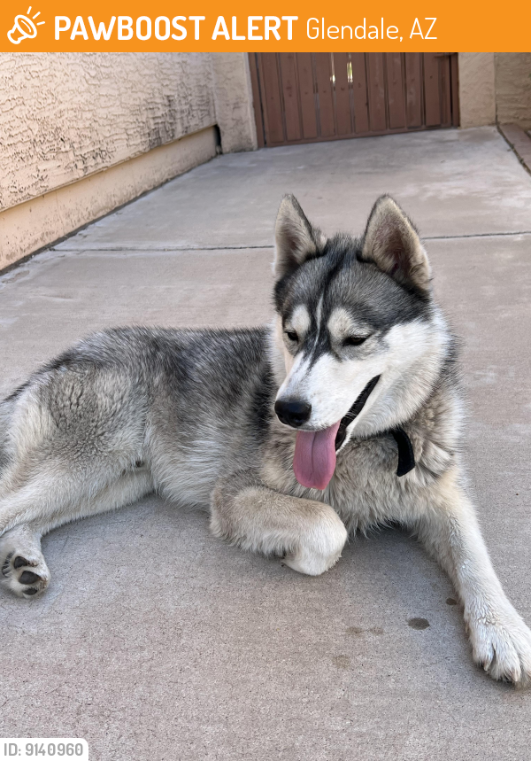 Surrendered Male Dog last seen 59th Ave & Brown St , Glendale, AZ 85302