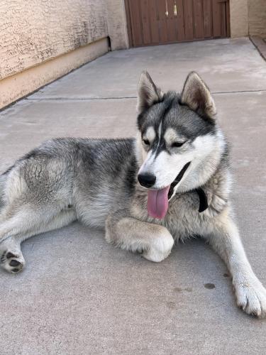 Found/Stray Male Dog last seen 59th Ave & Brown St , Glendale, AZ 85302
