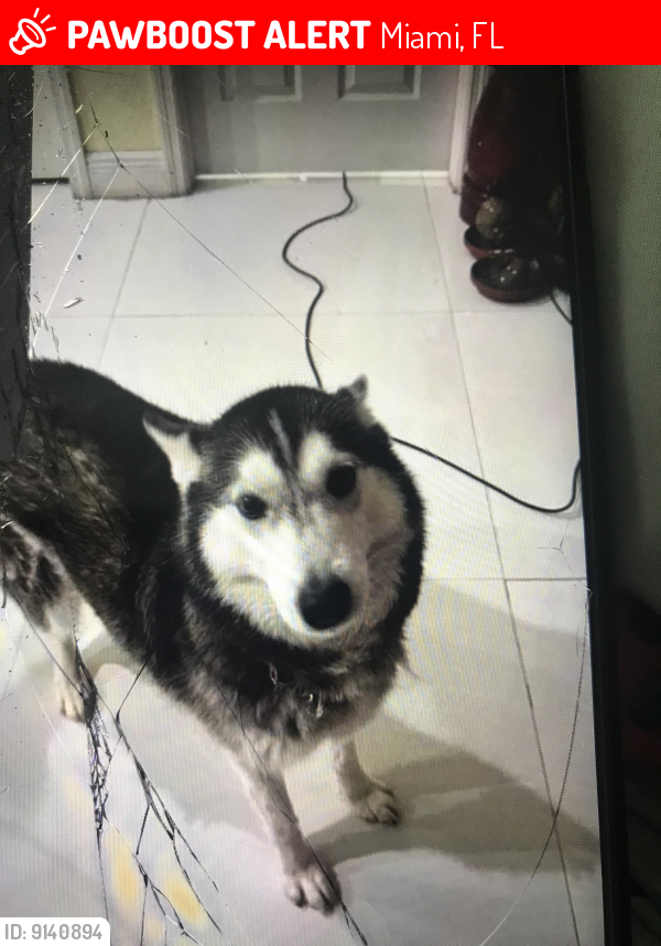 Lost Female Dog last seen Brownsville fl 33142 near Jefferson reaves park, Miami, FL 33142