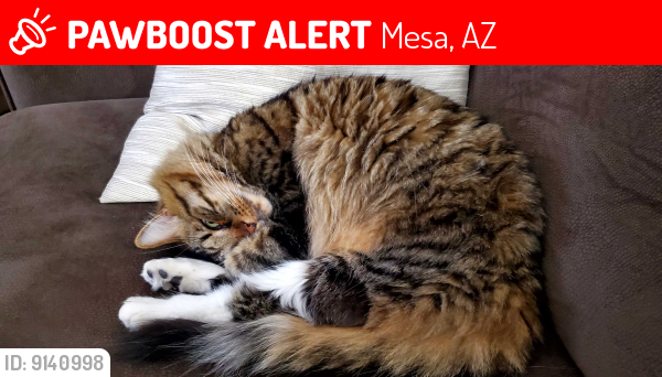 Lost Male Cat last seen 80th street/University, Mesa, AZ 85207