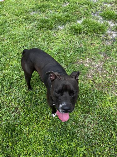 Found/Stray Male Dog last seen East Hialeah, Lejeune , Hialeah, FL 33013
