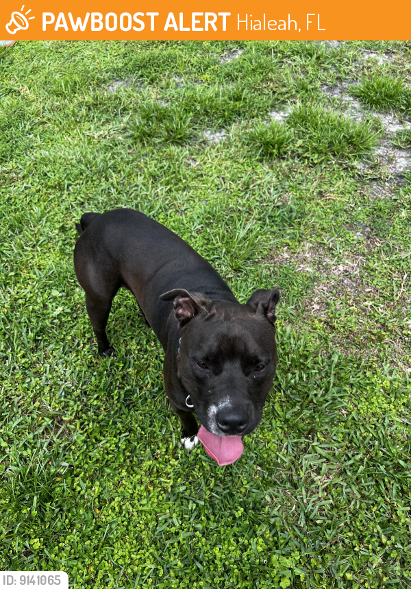 Rehomed Male Dog last seen East Hialeah, Lejeune , Hialeah, FL 33013