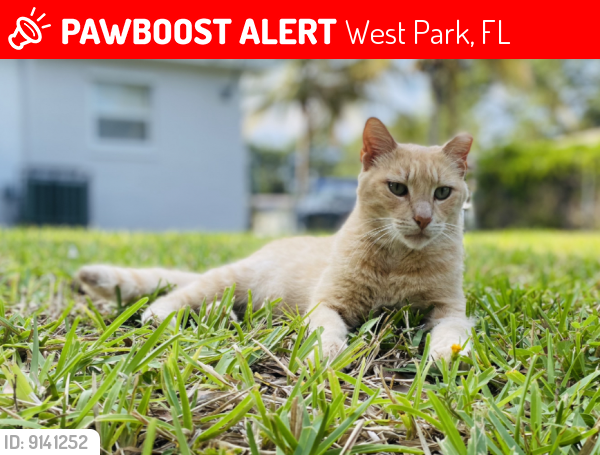 Lost Male Cat last seen Near Sw 38Th St West Park Fl 33023, West Park, FL 33023