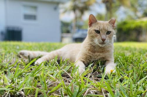 Lost Male Cat last seen Near Sw 38Th St West Park Fl 33023, West Park, FL 33023