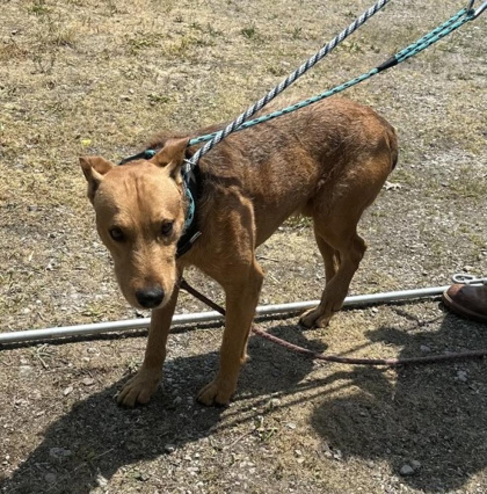 Shelter Stray Male Dog last seen Cincinnati, OH 45217, Cincinnati, OH 45223