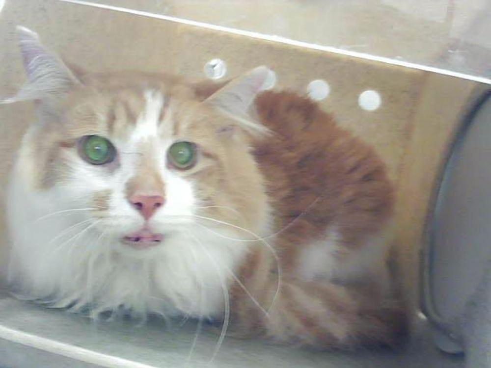 Shelter Stray Male Cat last seen , Fayetteville, NC 28306
