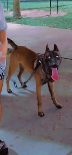 Lost Male Dog last seen 22nd avenue, Miami, FL 33142
