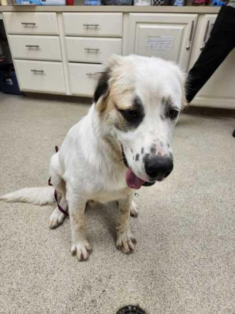 Shelter Stray Male Dog last seen Brazos County, TX 77808, Bryan, TX 77807
