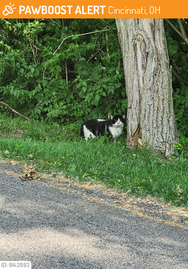 Cincinnati, OH Stray Cat Found Near Red Bank reserve apts | PawBoost