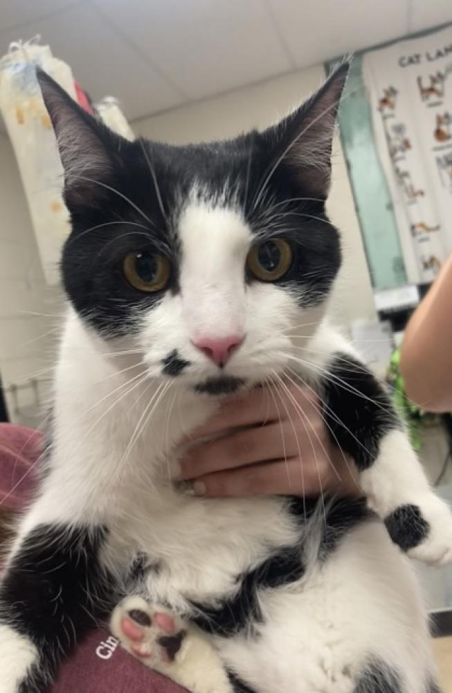Shelter Stray Female Cat last seen Cincinnati, OH 45244, Cincinnati, OH 45223