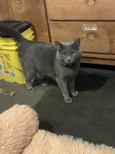 Lost Male Cat last seen Greenfield rd, Stafford County, VA 22556