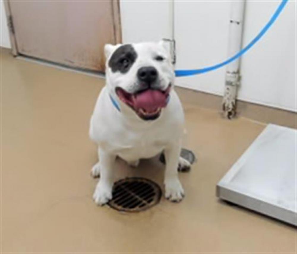 Shelter Stray Male Dog last seen ELMHURTS/SANTA CLARA, Hayward, CA 94544