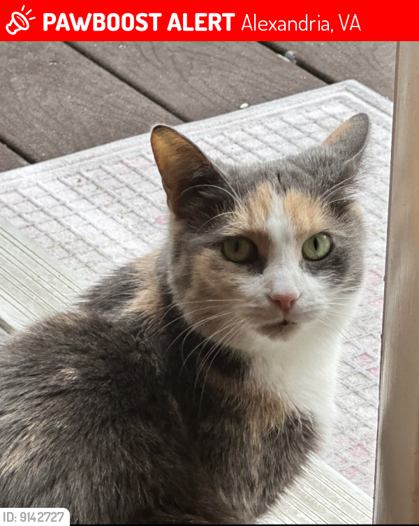 Lost Female Cat last seen Fry road & pole. Road , Alexandria, VA 22309