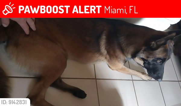 Lost Male Dog last seen Supermarket La FAMA, Miami, FL 33142