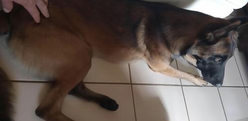 Lost Male Dog last seen Supermarket La FAMA, Miami, FL 33142