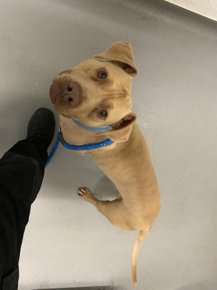 Shelter Stray Male Dog last seen Seattle, WA 98118, Seattle, WA 98119