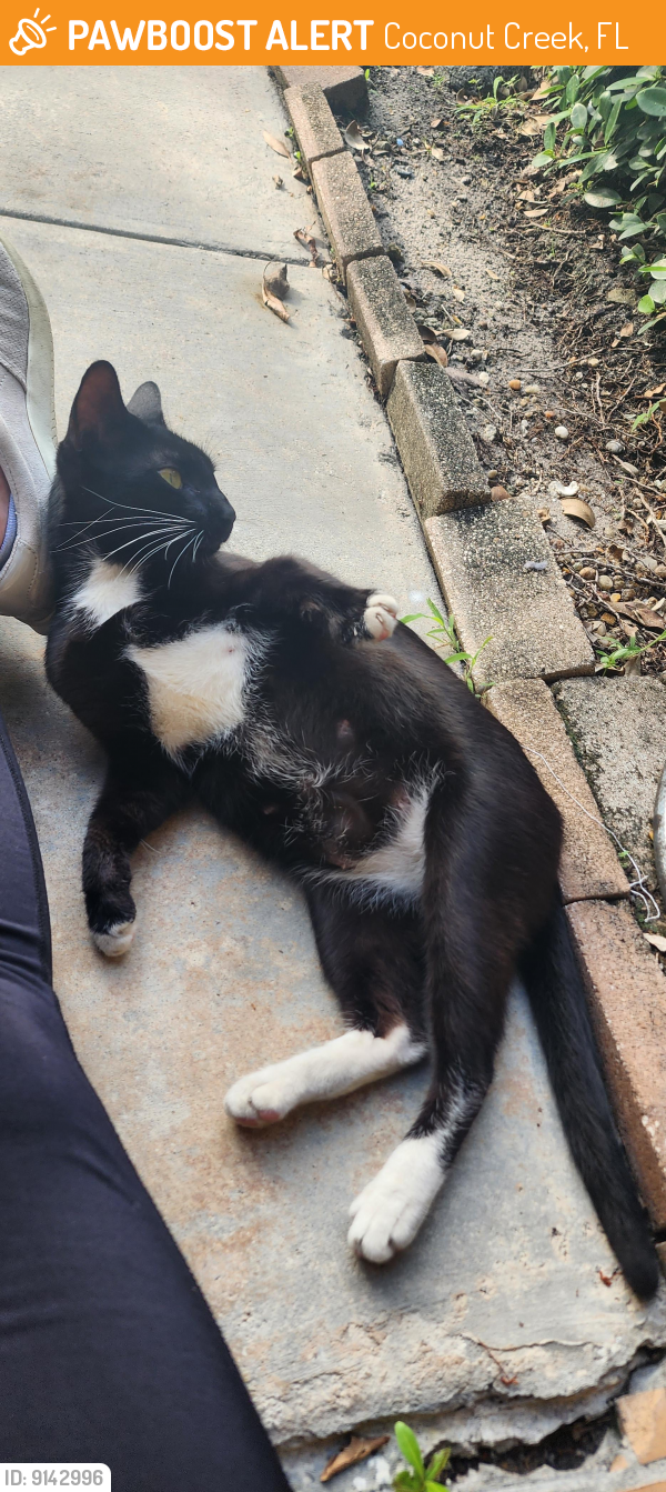 Found/Stray Female Cat last seen Sample and Lyons, Coconut Creek, FL 33063