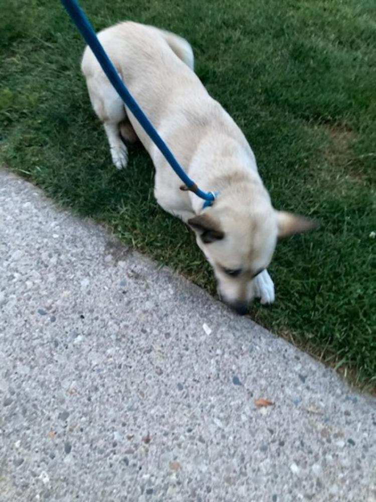 Shelter Stray Female Dog last seen Bridgetown North, OH , Cincinnati, OH 45223
