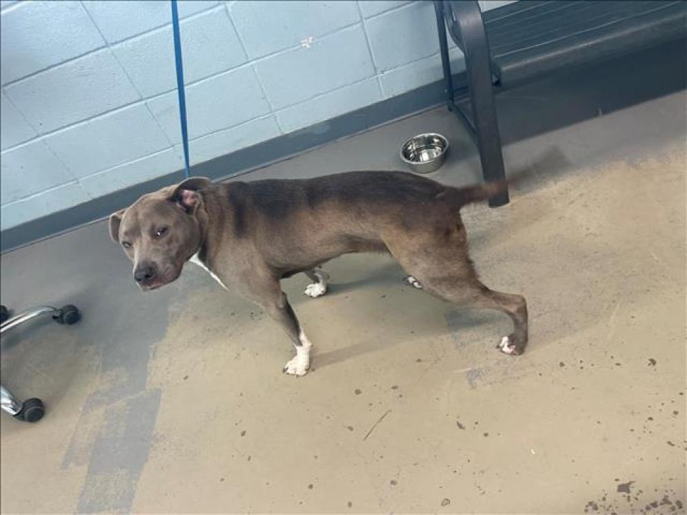 Shelter Stray Female Dog last seen Near BLOCK RICHMOND ST, TALLAHASSEE FL 32304, Tallahassee, FL 32311