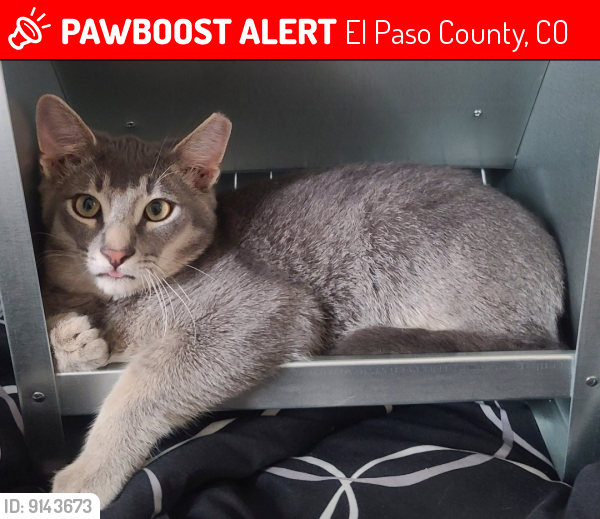 Lost Male Cat last seen Oasis Ave, Peyton CO 80831, El Paso County, CO 80831