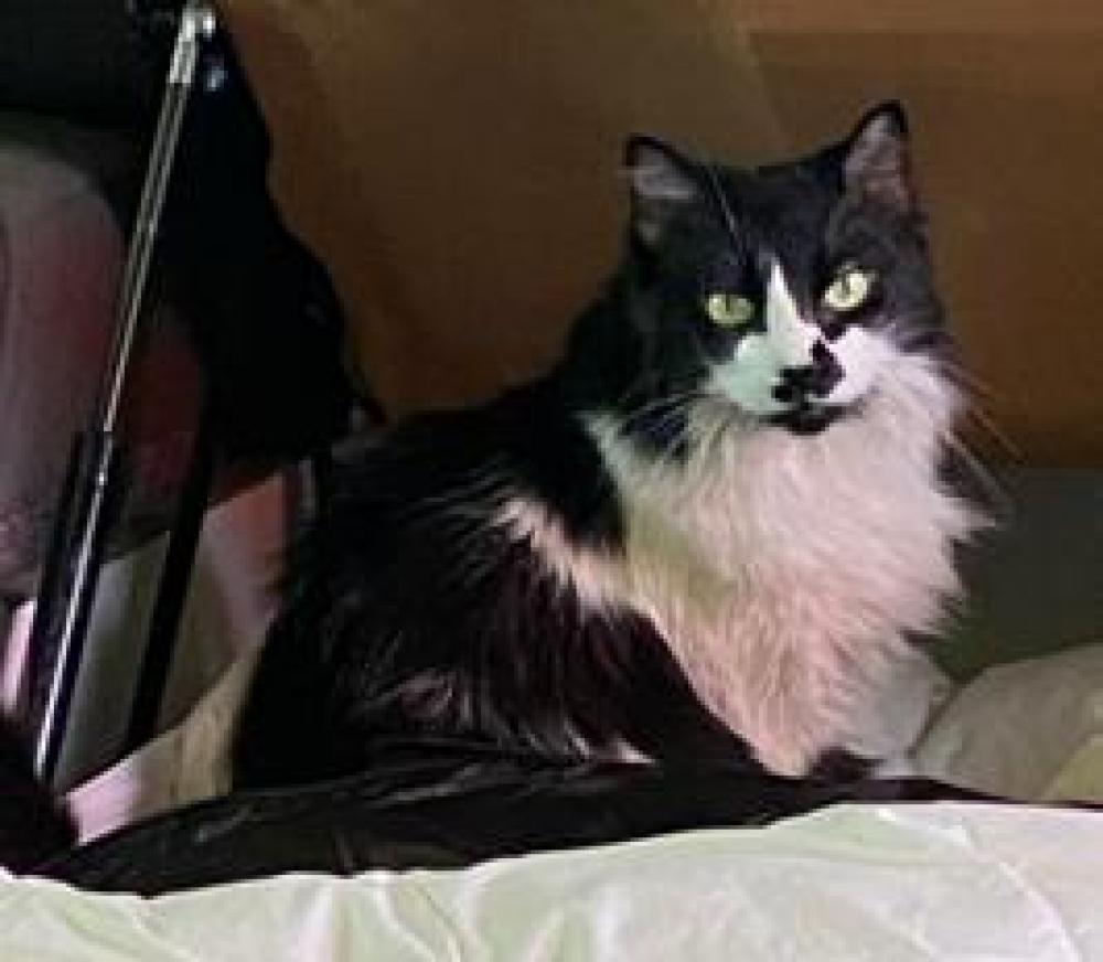 Shelter Stray Female Cat last seen Near Elvans Road SE Apt 201 20020, SE, DC, Washington, DC 20011