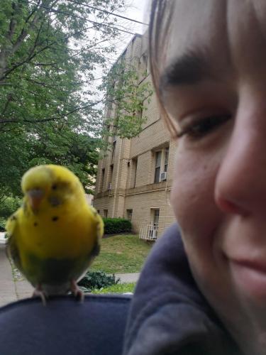 Found/Stray Unknown Bird last seen By the Beeker st. apmts and Park Terrace Apts, Washington, DC 20007