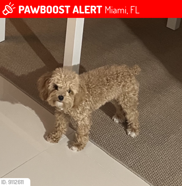 Lost Female Dog last seen Near sw 19th st Miami fl 33145, Miami, FL 33145