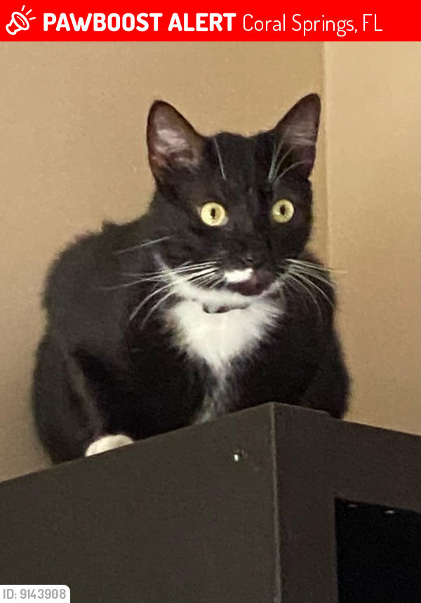 Lost Male Cat last seen Country Club off Coral Ridge and west Sample, Coral Springs, FL 33065