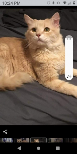 Lost Male Cat last seen Arion park rd And wilkens Ave., Baltimore, MD 21229